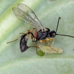Wasp
