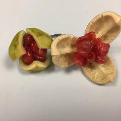 Bush medicine