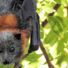 Flying fox
