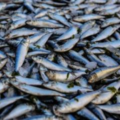 Fish