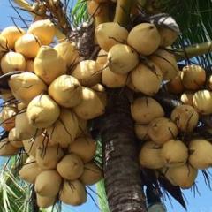Coconuts