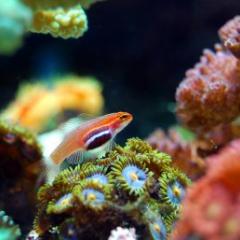 Coral reef
