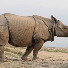 Rhino