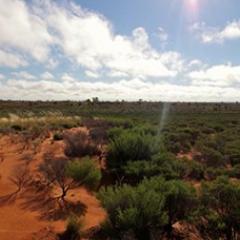 Desert myrtle shrubland in Australia's Gibson Desert