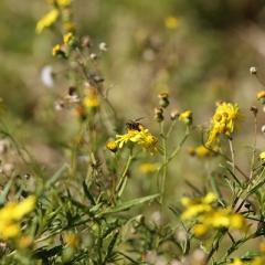 Fireweed