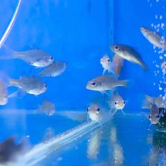 Native fish used to test the design
