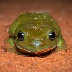 Frog