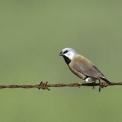 Finch