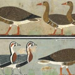 Geese