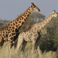 Giraffes
