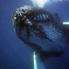 Humpback whale
