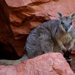 Rock wallaby