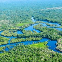 Amazon rainforest
