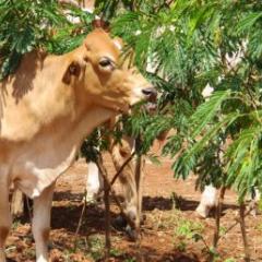 A cow eating leucaena