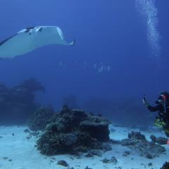 Manta ray