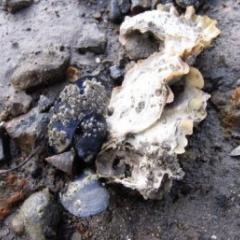 Mussels