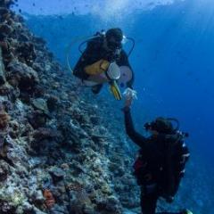 Divers