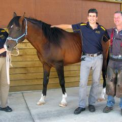 Horse and vets