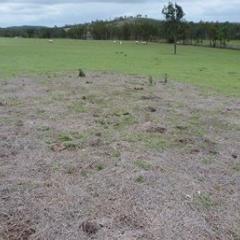 Pasture dieback