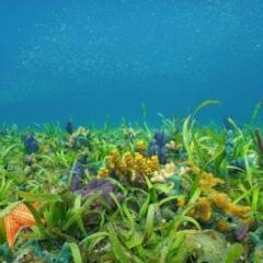 Reef