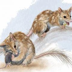 Northern quoll