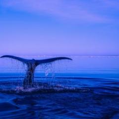 Whale