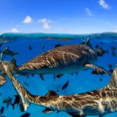 Ocean life
