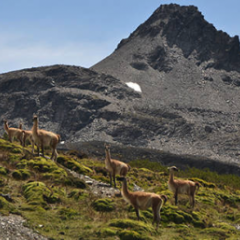 Llamas