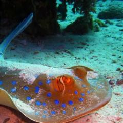 Blue spotted ray