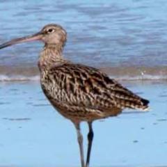 shorebird