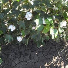 Soil