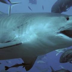 Shark