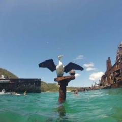 Sea bird