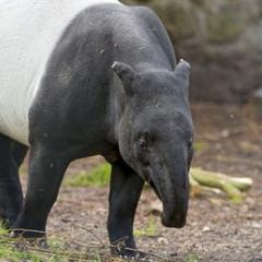 Tapir
