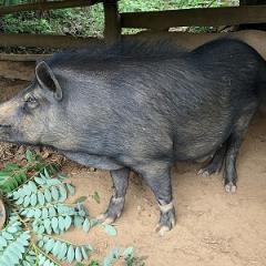 Pig