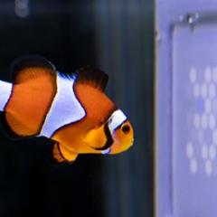Fish TV