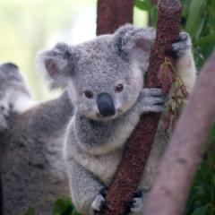Koala