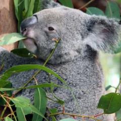 Koala