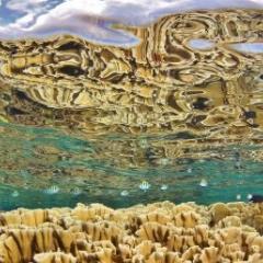 Reef