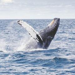 Whale