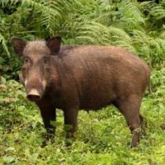 Wild pig