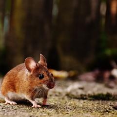 Mouse