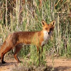 Fox