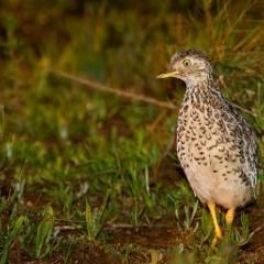 Plains wanderer