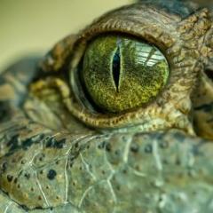 Croc