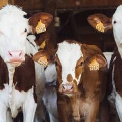 Cows