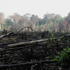 Environmental defenders help protect land, forests, water and other natural resources.