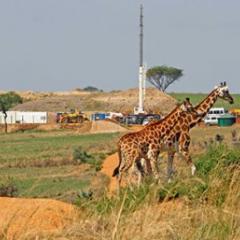 Giraffes