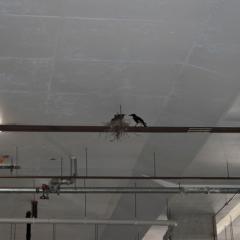 Carpark nesting currawongs
