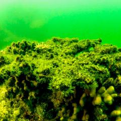 Dead coral